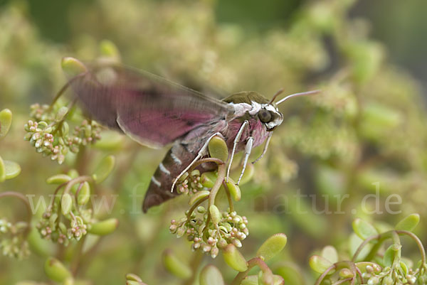 Wolfsmilchschwärmer (Hyles euphorbiae)