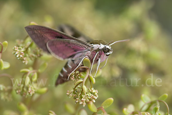 Wolfsmilchschwärmer (Hyles euphorbiae)