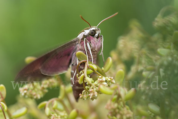 Wolfsmilchschwärmer (Hyles euphorbiae)