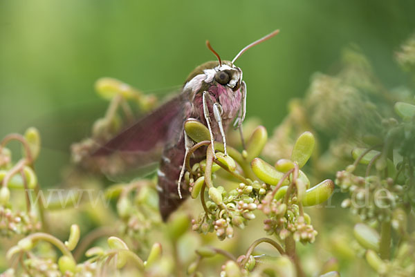 Wolfsmilchschwärmer (Hyles euphorbiae)