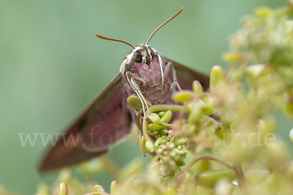 Wolfsmilchschwärmer (Hyles euphorbiae)