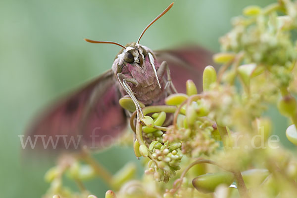 Wolfsmilchschwärmer (Hyles euphorbiae)