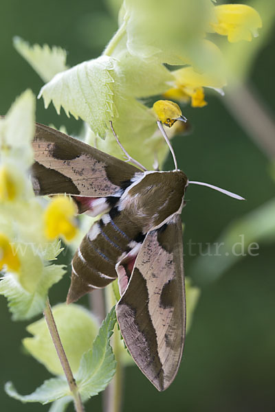 Wolfsmilchschwärmer (Hyles euphorbiae)