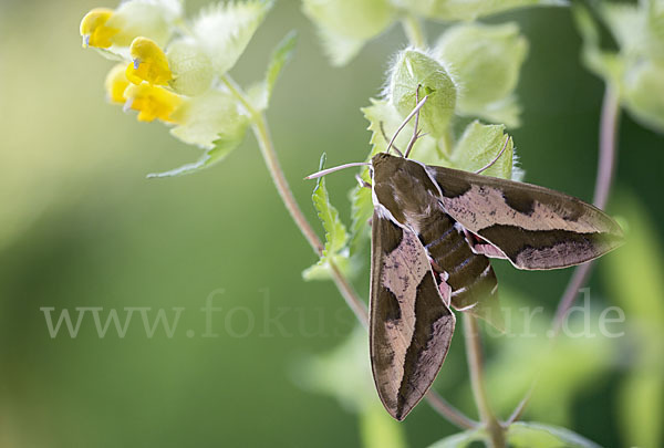 Wolfsmilchschwärmer (Hyles euphorbiae)