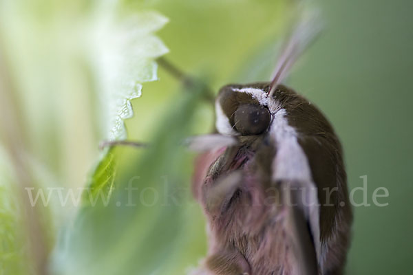 Wolfsmilchschwärmer (Hyles euphorbiae)