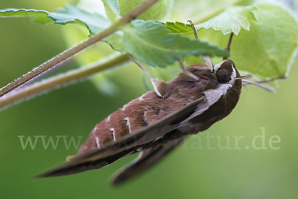 Wolfsmilchschwärmer (Hyles euphorbiae)