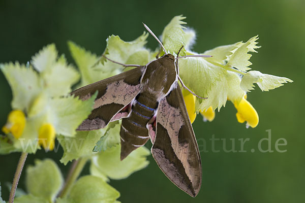 Wolfsmilchschwärmer (Hyles euphorbiae)