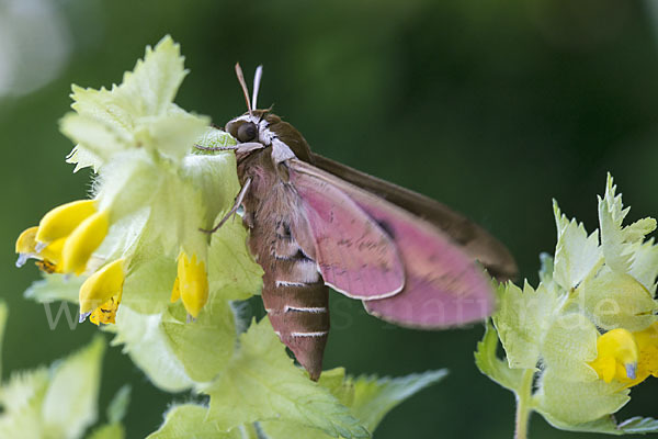 Wolfsmilchschwärmer (Hyles euphorbiae)