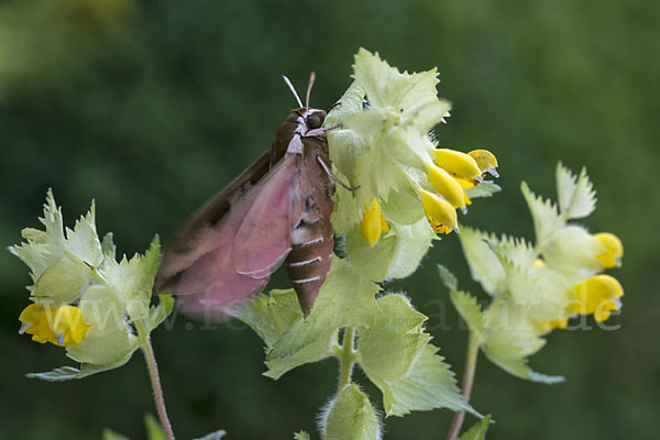 Wolfsmilchschwärmer (Hyles euphorbiae)