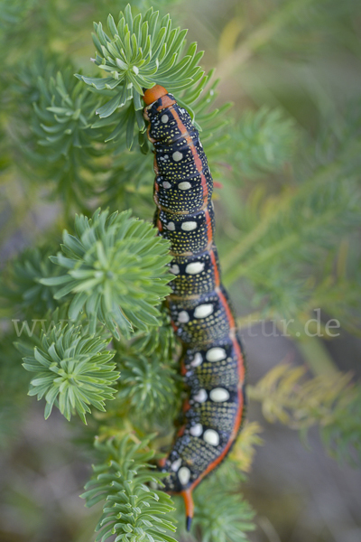 Wolfsmilchschwärmer (Hyles euphorbiae)