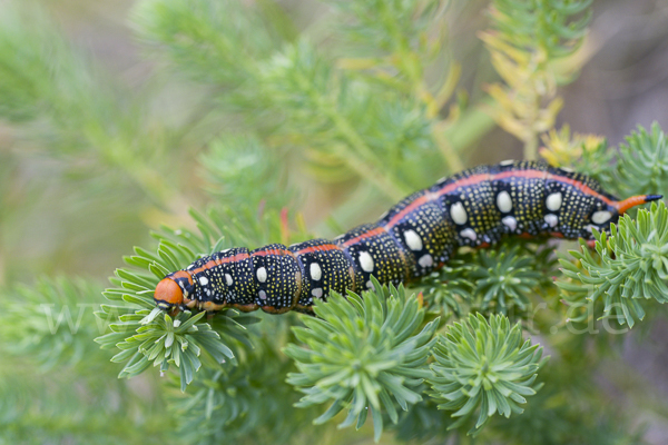 Wolfsmilchschwärmer (Hyles euphorbiae)