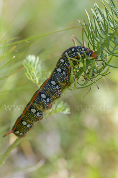 Wolfsmilchschwärmer (Hyles euphorbiae)