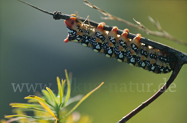 Wolfsmilchschwärmer (Hyles euphorbiae)