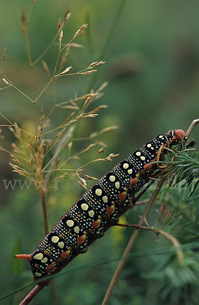 Wolfsmilchschwärmer (Hyles euphorbiae)