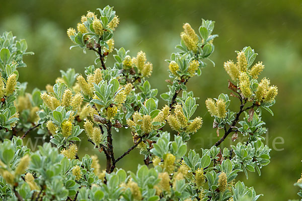 Woll-Weide (Salix lanata)