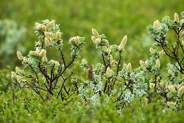 Woll-Weide (Salix lanata)