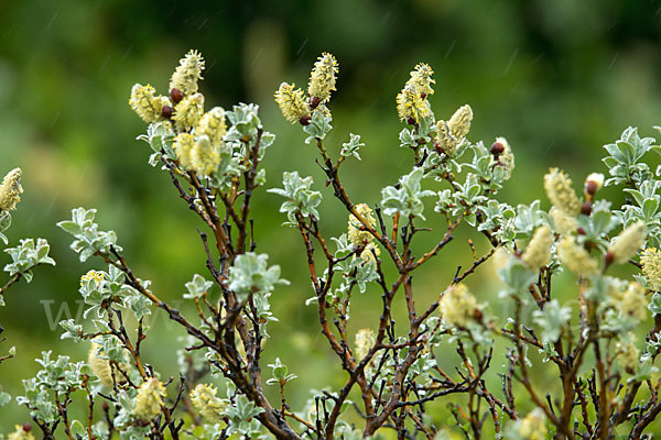 Woll-Weide (Salix lanata)