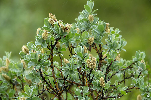 Woll-Weide (Salix lanata)