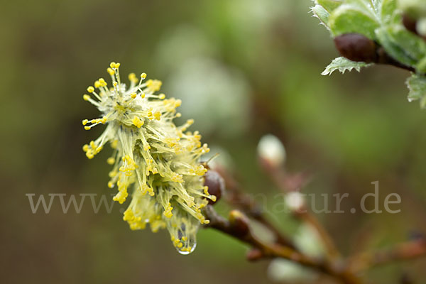 Woll-Weide (Salix lanata)