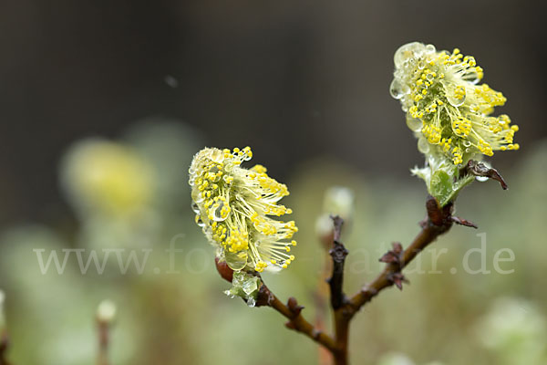 Woll-Weide (Salix lanata)