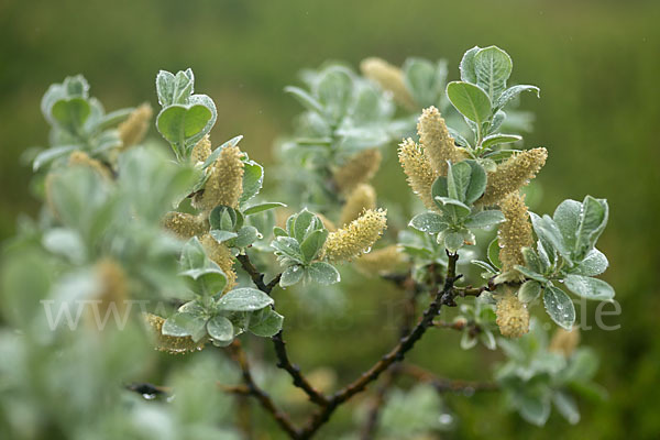 Woll-Weide (Salix lanata)