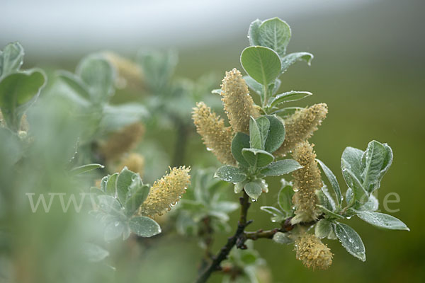 Woll-Weide (Salix lanata)