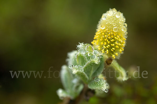 Woll-Weide (Salix lanata)