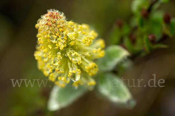 Woll-Weide (Salix lanata)