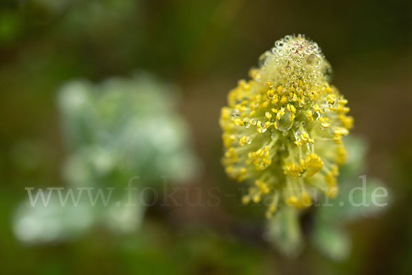 Woll-Weide (Salix lanata)