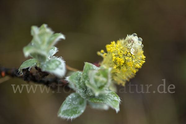 Woll-Weide (Salix lanata)