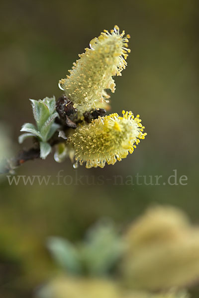 Woll-Weide (Salix lanata)