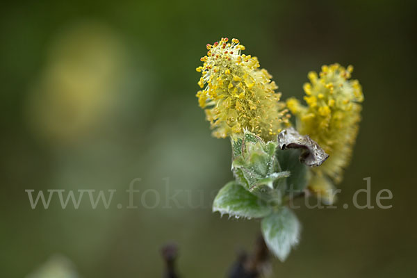 Woll-Weide (Salix lanata)