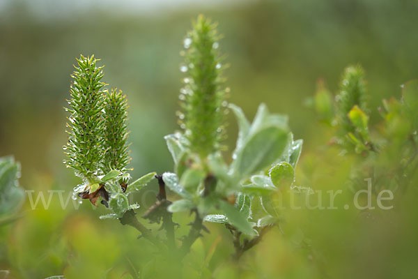 Woll-Weide (Salix lanata)