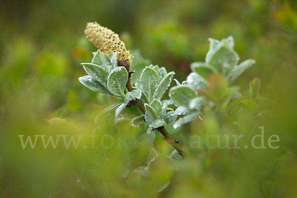 Woll-Weide (Salix lanata)