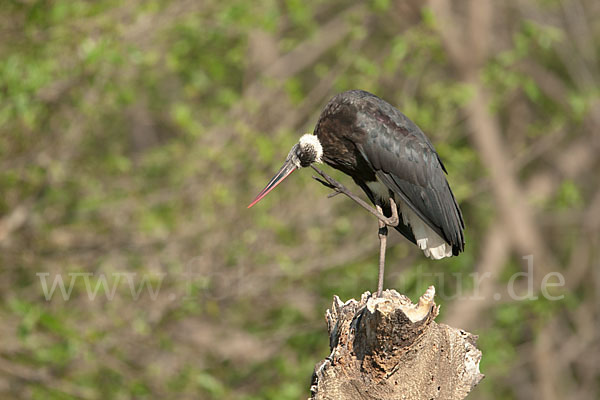 Wollhalsstorch (Ciconia episcopus)