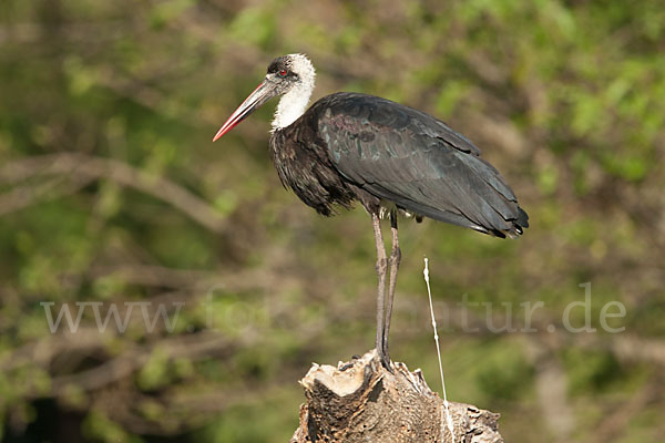 Wollhalsstorch (Ciconia episcopus)