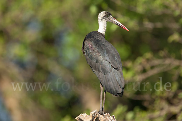 Wollhalsstorch (Ciconia episcopus)