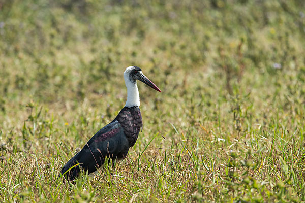 Wollhalsstorch (Ciconia episcopus)