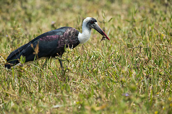 Wollhalsstorch (Ciconia episcopus)