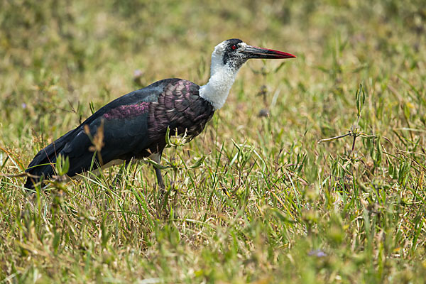 Wollhalsstorch (Ciconia episcopus)