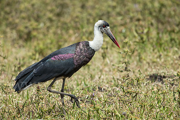 Wollhalsstorch (Ciconia episcopus)