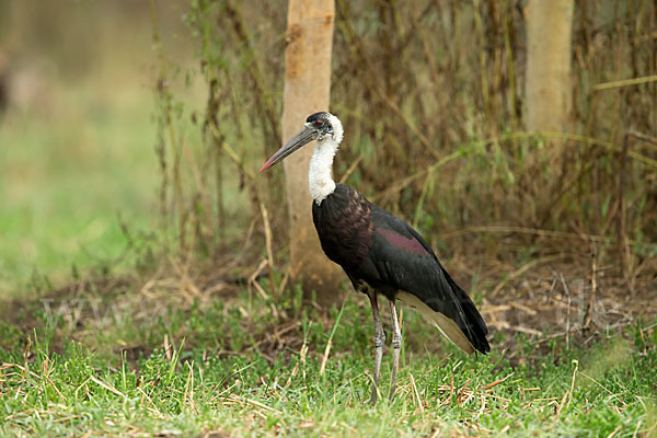 Wollhalsstorch (Ciconia episcopus)