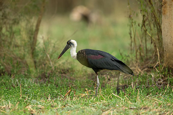 Wollhalsstorch (Ciconia episcopus)