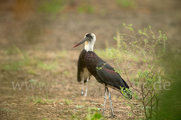 Wollhalsstorch (Ciconia episcopus)