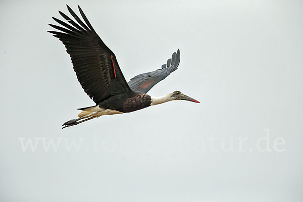 Wollhalsstorch (Ciconia episcopus)