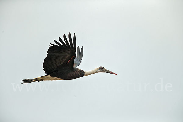 Wollhalsstorch (Ciconia episcopus)