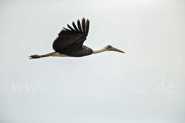 Wollhalsstorch (Ciconia episcopus)