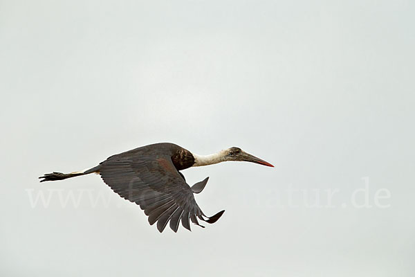 Wollhalsstorch (Ciconia episcopus)