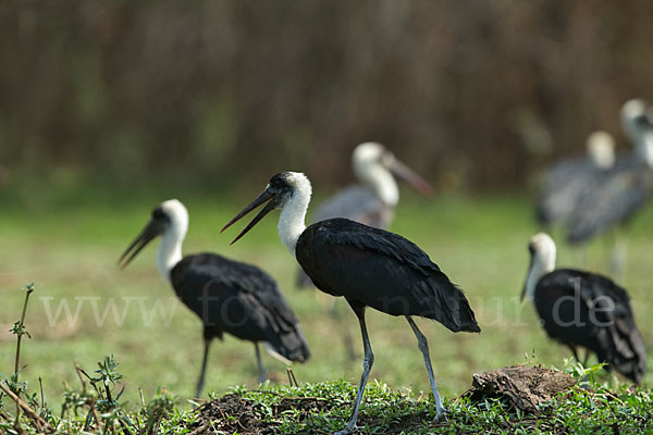 Wollhalsstorch (Ciconia episcopus)