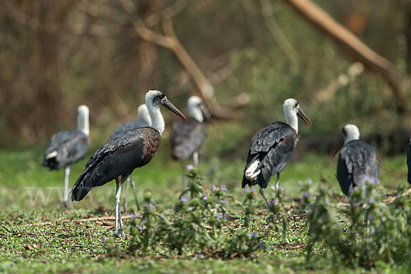 Wollhalsstorch (Ciconia episcopus)